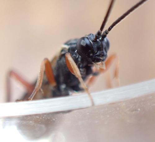 Réf. 333 518 : Sphecophaga vesparum